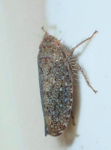 Phlepsius intricatus